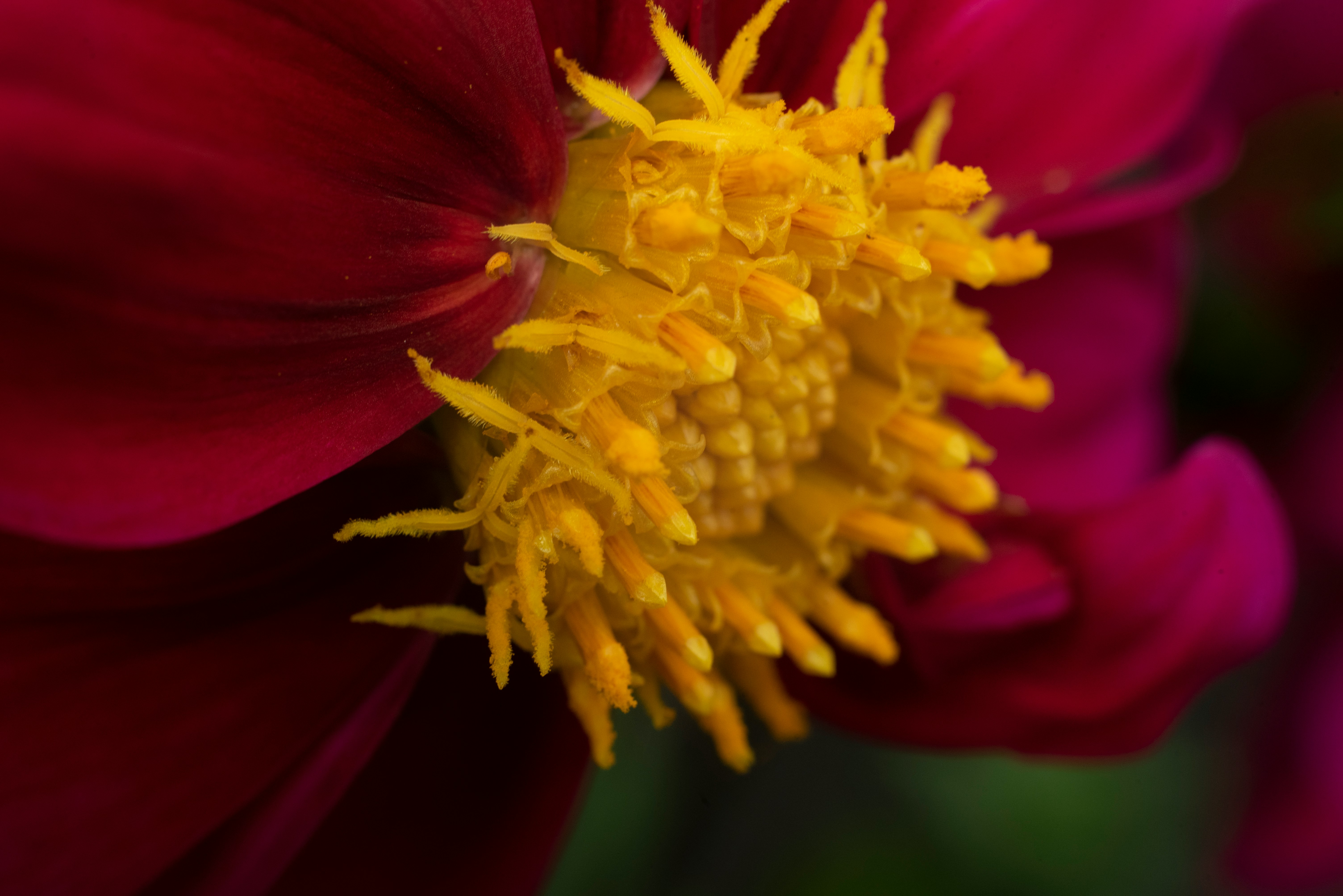 red and yellow flower in macro photography